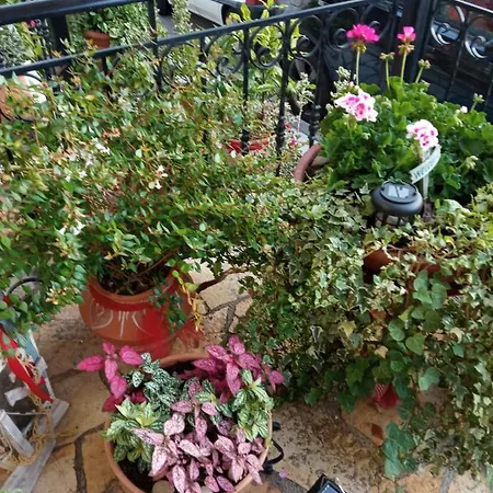 βαλεντίνη 3*